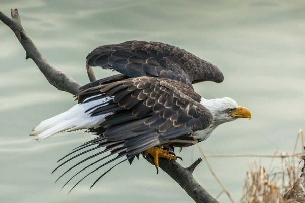 AK, Chilkat Bald eagle taking flight